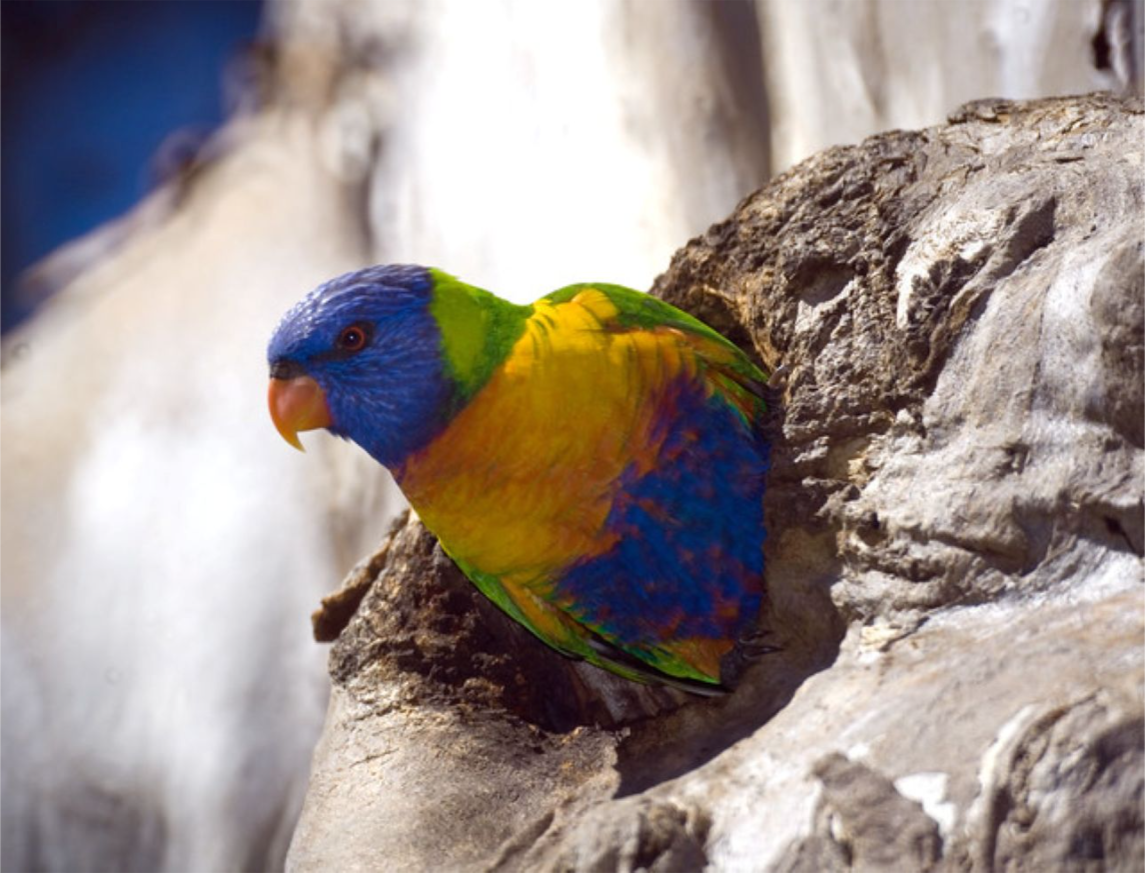 Bird safari (10-12 years)