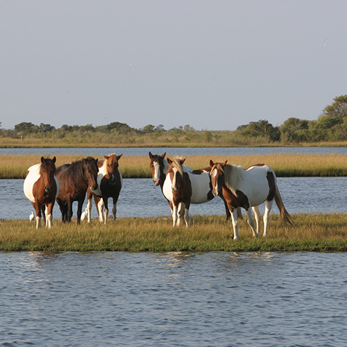Assateague: A Natural History Primer