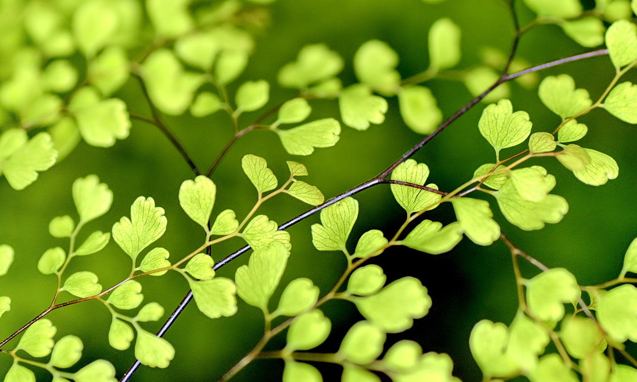 Therapeutic benefits of gardening