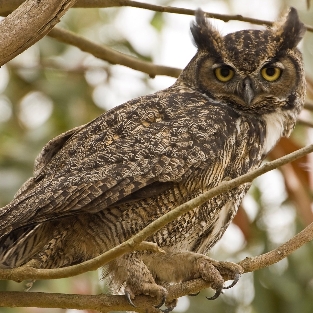 Family Walk: Nocturnal Creatures